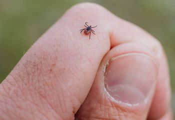 Postaw w ogrodzie. Kleszcze nawet się nie zbliżą