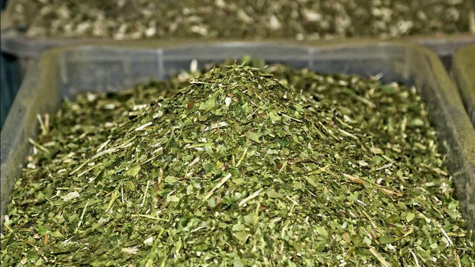 Spożycia yerba mate może być równie szkodliwe jak wypalenie 100 papierosów. Zaskakujące wyniki badań