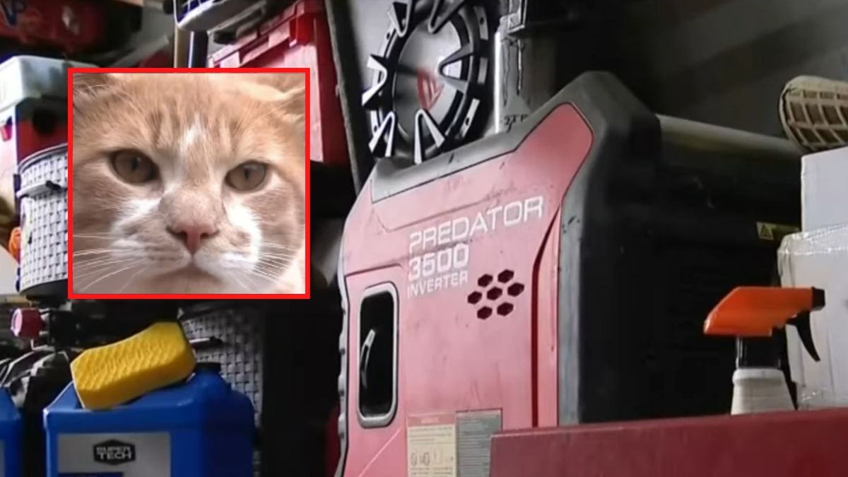 Kociak o imieniu Thor, niczym Thor z Marvela, stał się bohaterem - uratował życie swojej rodziny