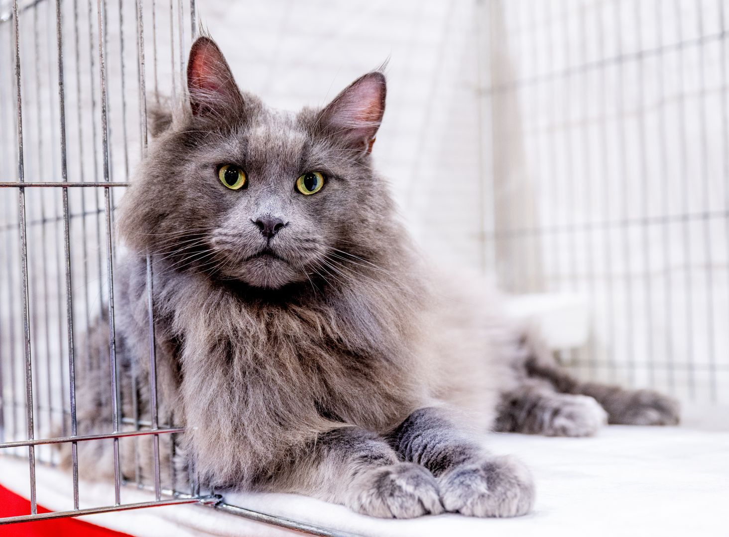 ST HELENS, ENGLAND - JUNE 07: (EXCLUSIVE COVERAGE) Marmooncoon Cosimo De Medici, a blue Maine Coon cat relaxes in their pen during the GCCF Merseyside Championship show at Sutton Leisure Centre on June 07, 2025 in St Helens, England. (Photo by Shirlaine Forrest/Getty Images)