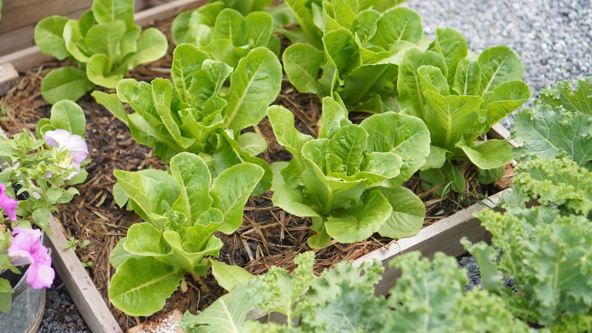 Kiedy siać sałatę?