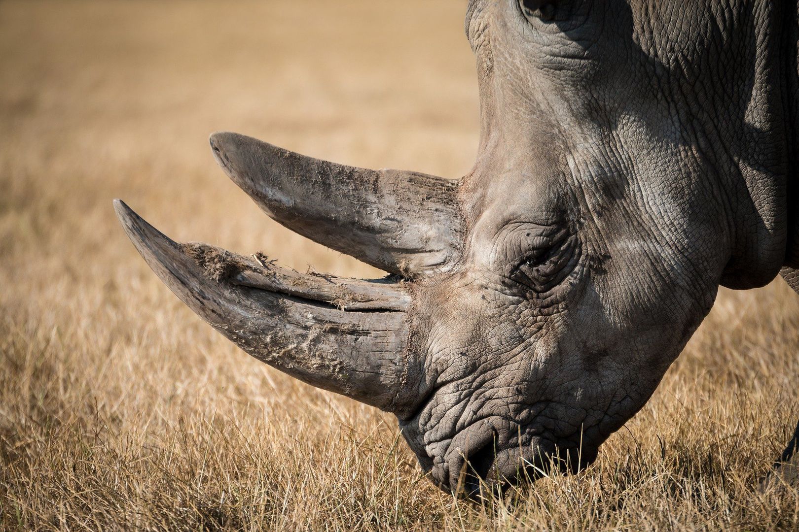 Masakra nosorożców. Polscy myśliwi usłyszeli zarzuty