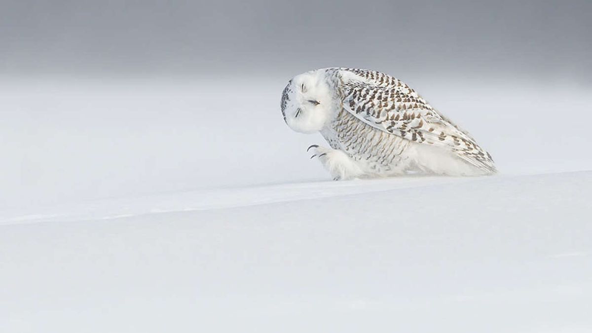 Zobacz najpopularniejsze zdjęcia National Geographic 2015 roku 1