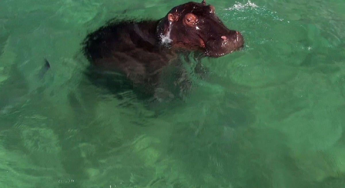 Hipopotam na popularnej plaży i jaszczurka w hotelowym basenie. Zwierzęta opanowują świat