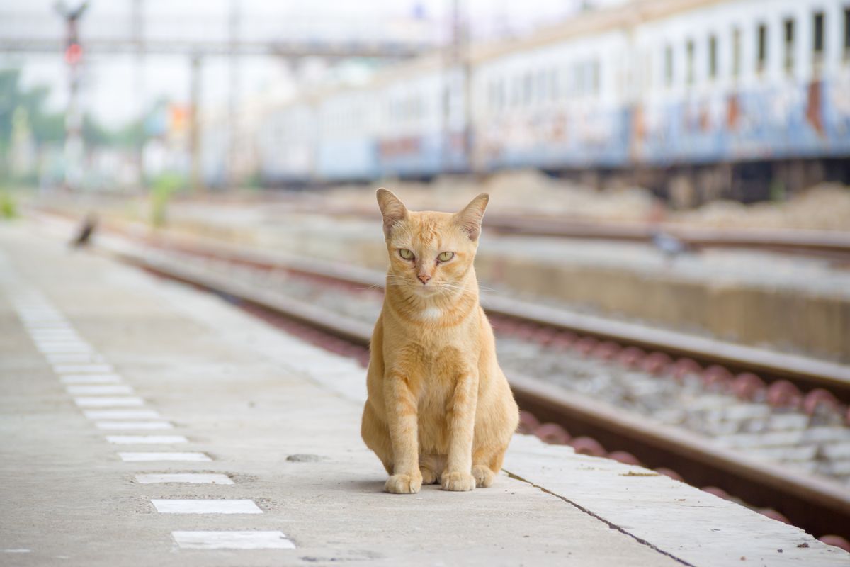 Kot odprowadza na pociąg właścicieli - zdjęcie poglądowe