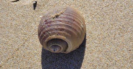 Znalazła na plaży podejrzanie ciężką muszlę. Zupełnie nie była na to gotowa