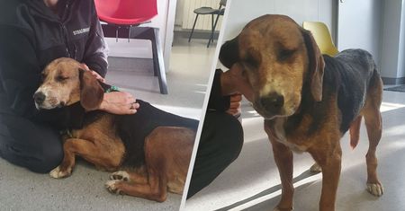 Zoofil z Pleszewa trafił za kratki. Wyrok zapadł 4 miesiące wcześniej