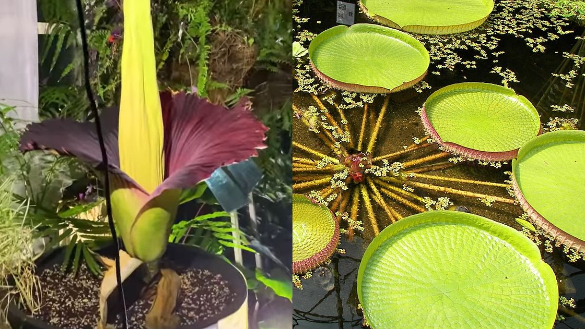 Dziwne rośliny, które można zobaczyć w Polsce