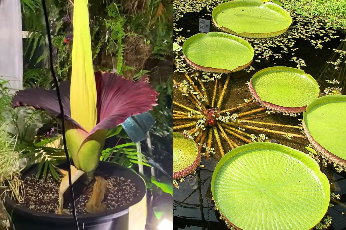 Dziwaczne rośliny w Polsce. Nie tylko dziwidło olbrzymie