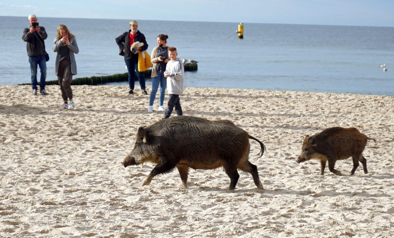 Dziki pojawiły się na plaży w Międzyzdrojach