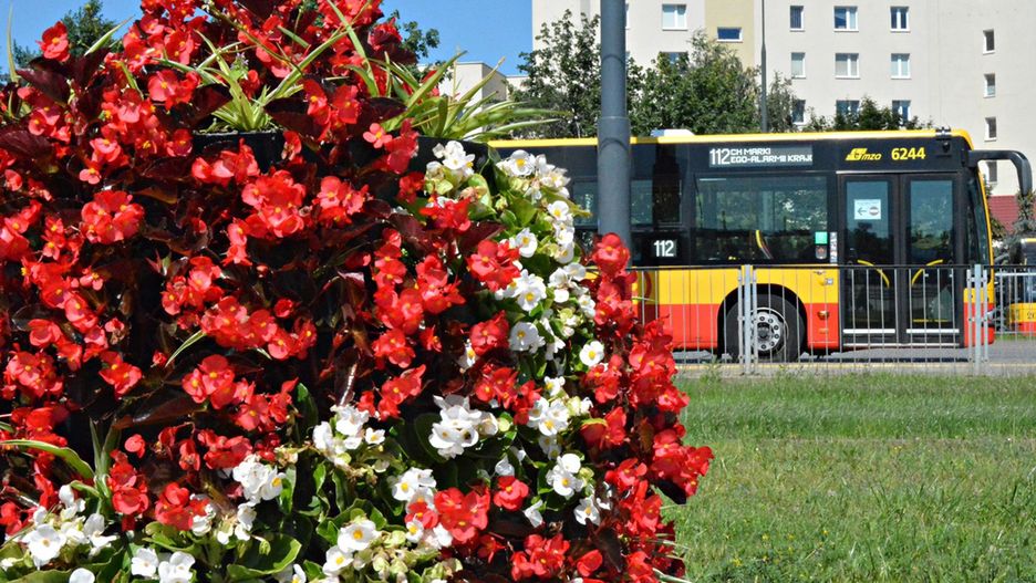 Warszawa. Kwiaty na pętli Nowe Bemowo