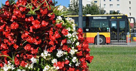Warszawa. Kwiaty na pętlach autobusowych i tramwajowych