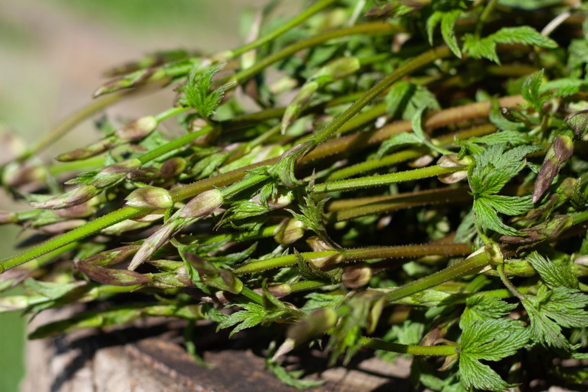 Ruszył sezon na najdroższe warzywo świata. Kosztuje choćby 1000 euro za kg, ale teraz możesz je zjeść za darmo