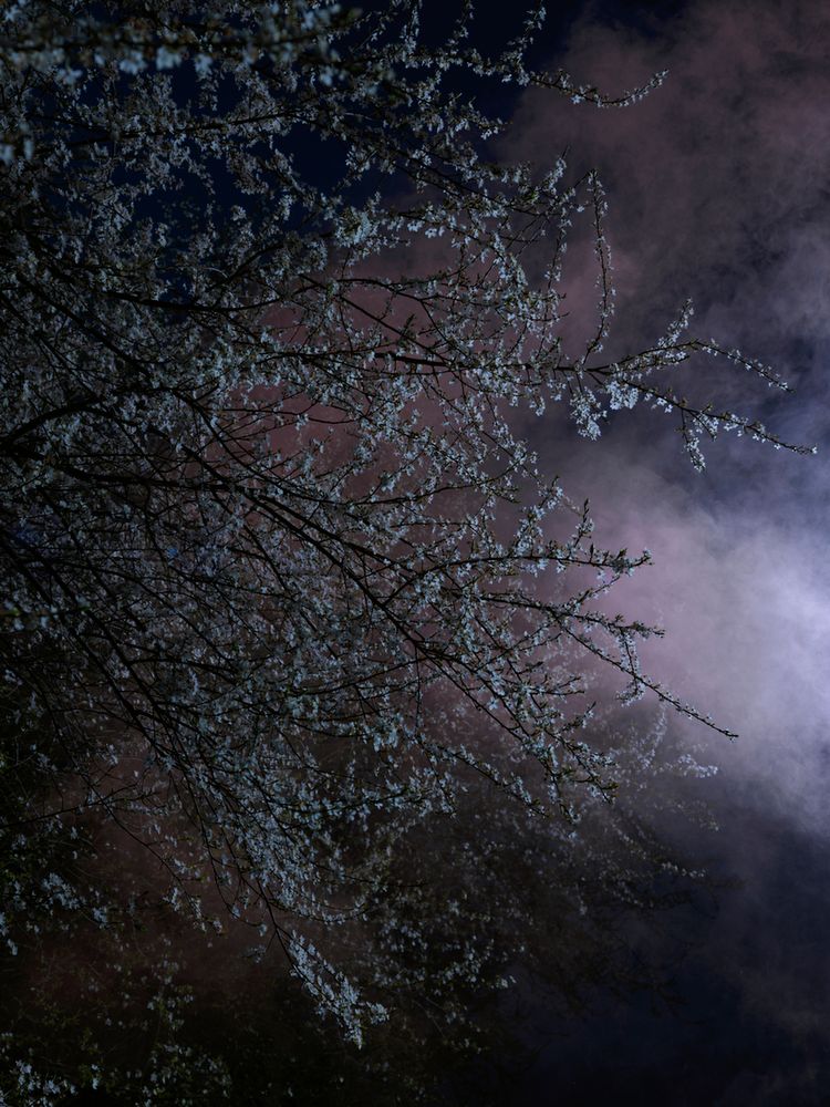 Piękno XIX-wiecznych obrazów natury przeniesione na pole fotografii w projekcie "Blossom" 15