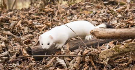 Ubuntu 19.10 Eoan Ermine: ZFS na każdym dysku, 32-bitowe pakiety wciąż są potrzebne