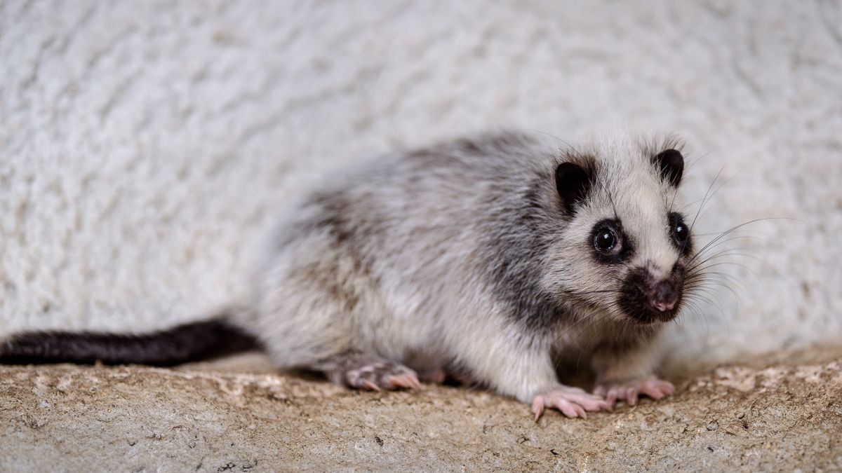 W łódzkim zoo urodziła się wielkomysz filipińska