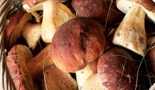 Sprawdź, czy rozpoznasz grzyba ze zdjęcia. Tylko mistrz zgarnie komplet punktów