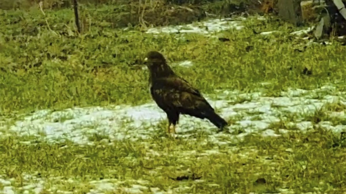 Pan Sławomir zaobserwował w ogrodzie niezwykłego ptaka