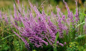 Zrób od razu po zakupie wrzosów. Jesienią bujnie zakwitną