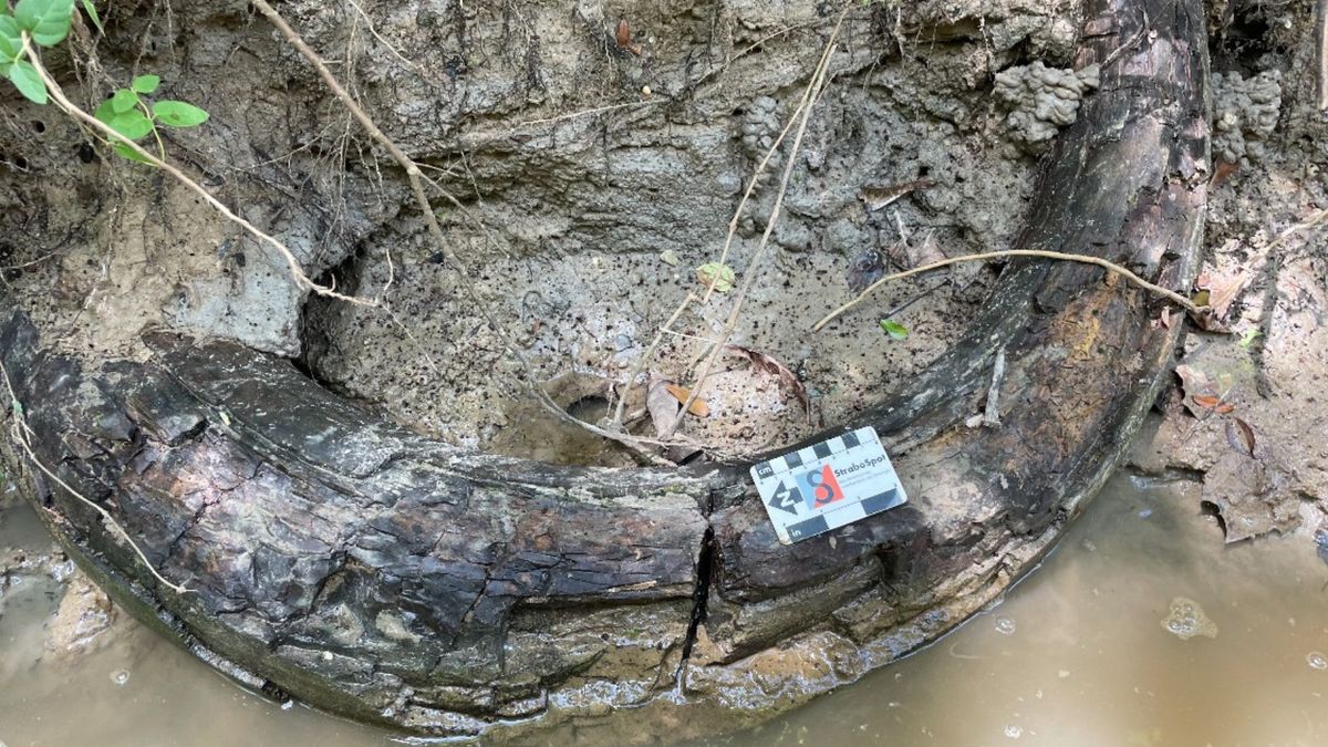 Niezwykłe znalezisko w amerykańskim potoku. Wyłowili kieł mamuta