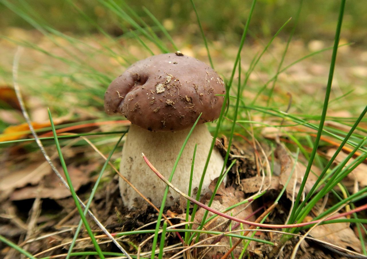 Pogoda dla grzybiarzy. Lasy będą pełne