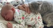 Kot położył się na niemowlaku. Wzruszające nagranie podbija sieć