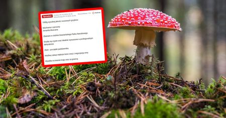 Wysyp ofert. GIS ostrzega. "Nowe dopalacze"