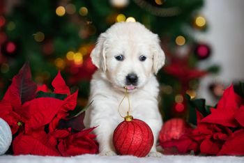 Zwierzę jako prezent pod choinkę? To bardzo zły pomysł
