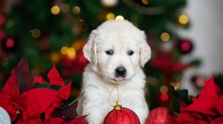 Zwierzę jako prezent pod choinkę? To bardzo zły pomysł