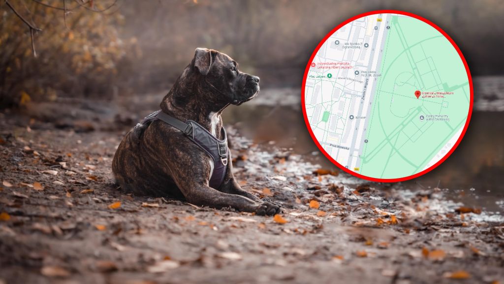 Uwaga właściciele psów. W Warszawie może grasować truciciel