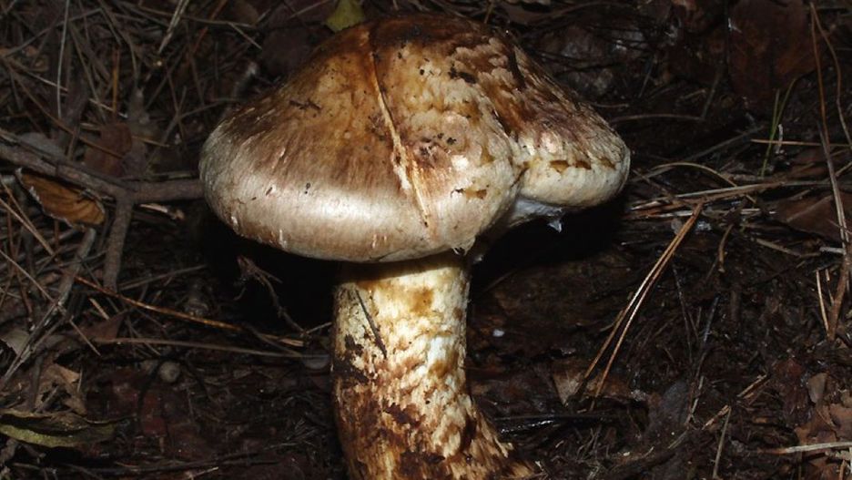Gąska sosnowa 