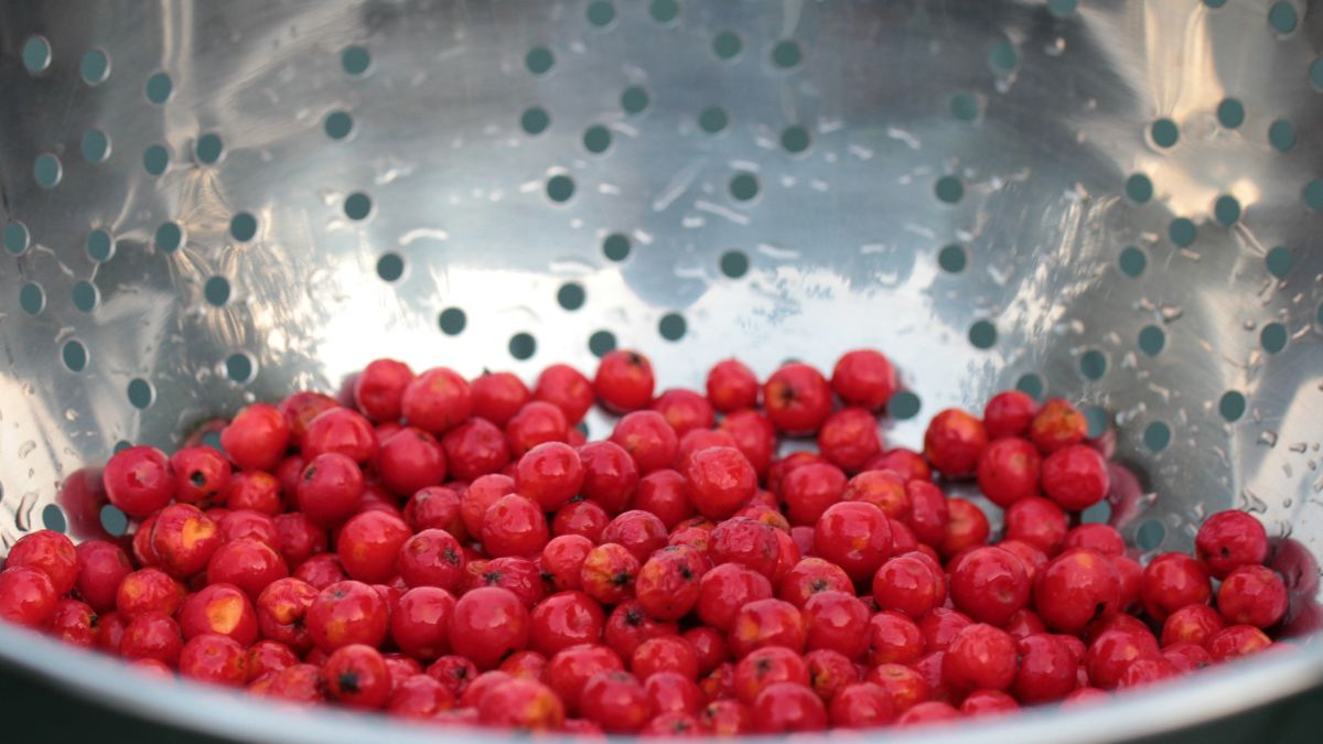 Robię konfiturę z tych malutkich owoców. To prawdziwa skarbnica zdrowia