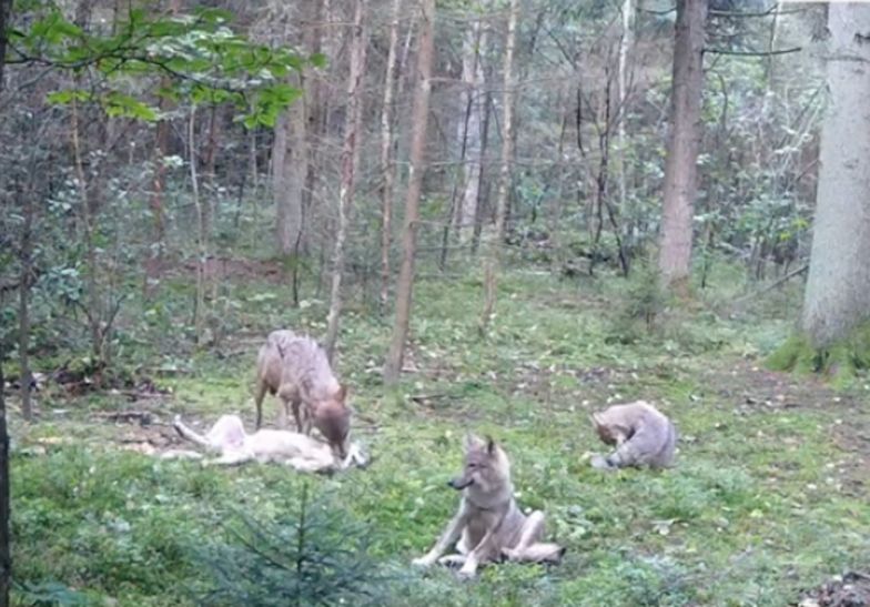 Foto-pułapka uchwyciła zabawę wilków. Gorzki koniec nagrania