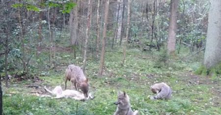 Foto-pułapka uchwyciła zabawę wilków. Gorzki koniec nagrania