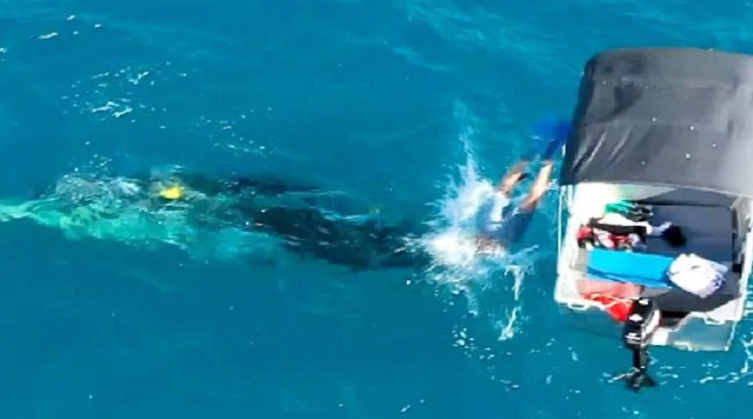 Australijczyk uratował zaplątanego w sieci wieloryba