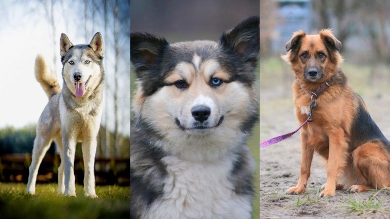 Podopieczni Fundacji Pod Psim Aniołem