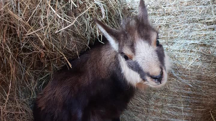 Śnieżnik. Młoda kozica zagryziona przez psy. Leśnicy apelują do właścicieli czworonogów