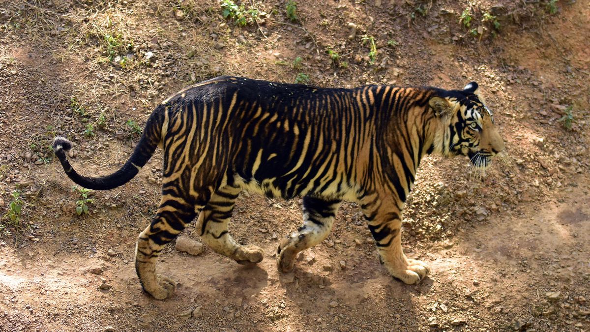 Szczęście początkującego. Ujął ekstremalnie rzadkiego czarnego tygrysa 1