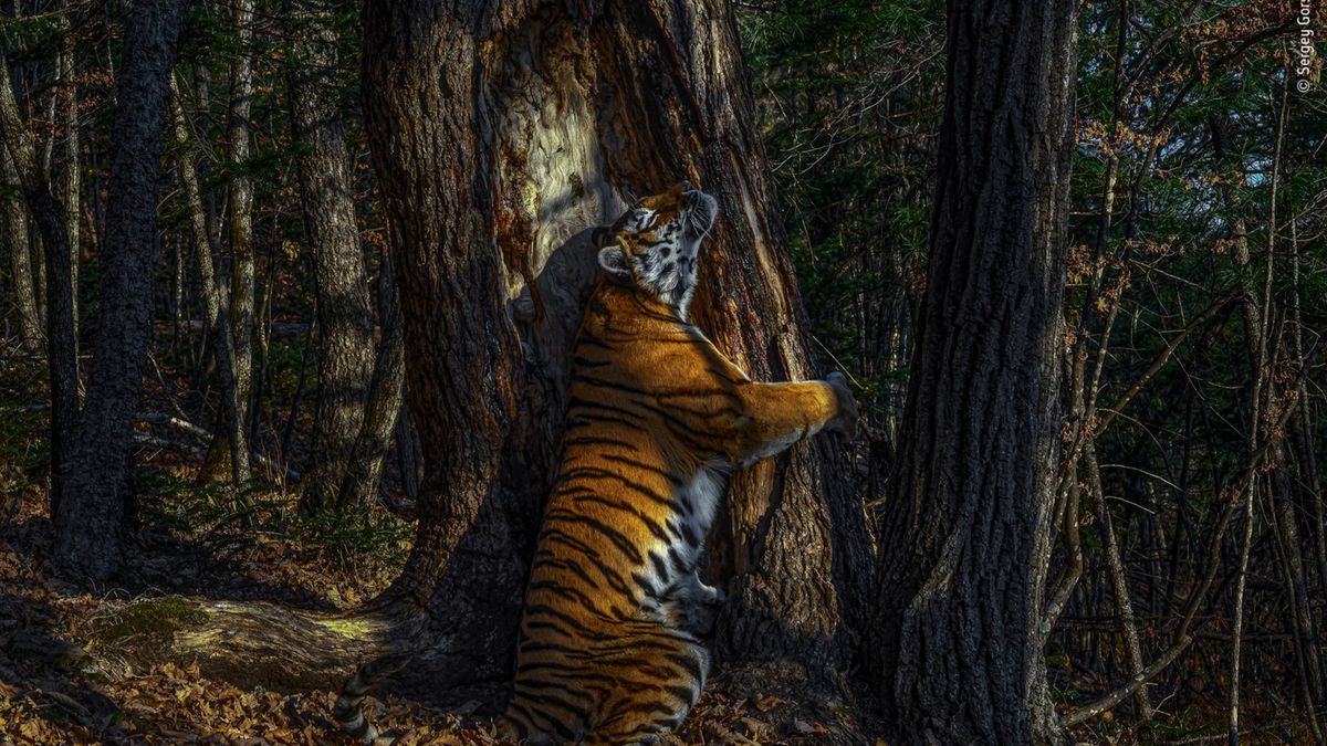 Tygrys tulący drzewo to najlepsze zdjęcie dzikiej przyrody 2020 roku 1
