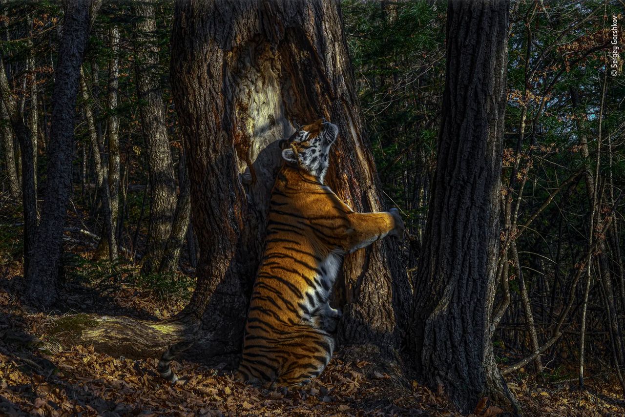 Tygrys tulący drzewo to najlepsze zdjęcie dzikiej przyrody 2020 roku