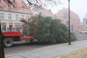 Pleszew: Do postawienia ogromnej choinki potrzebny był dźwig. To prezent od rodziny z Taczanowa Drugiego