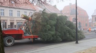 Pleszew: Do postawienia ogromnej choinki potrzebny był dźwig. To prezent od rodziny z Taczanowa Drugiego