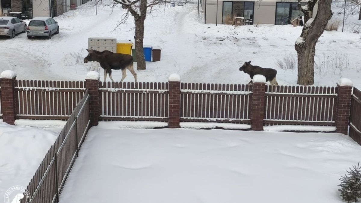To nie "Przystanek Alaska". To Białowieża i łosie na ulicach