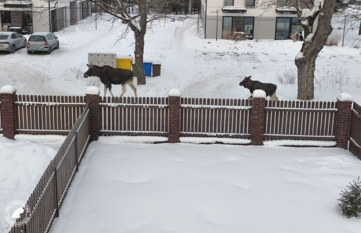 To nie Alaska, to Polska. Niezwykłe zdjęcia z Białowieży obiegły sieć