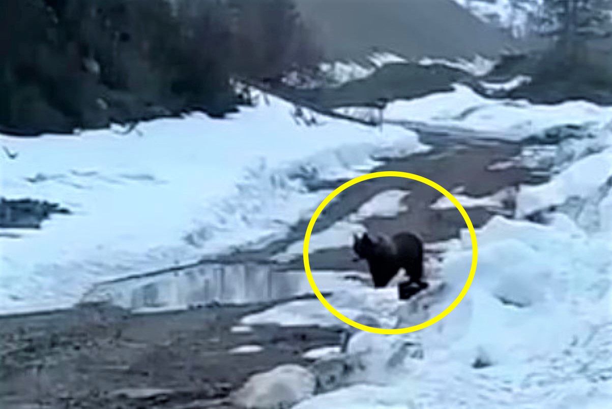 медведь напал на вахтовика на севере. медведь загрыз вахтовиков. медведь нападает на вахтовиков. медведь напал на человека на сахалине. медведь на севере залез в балок.