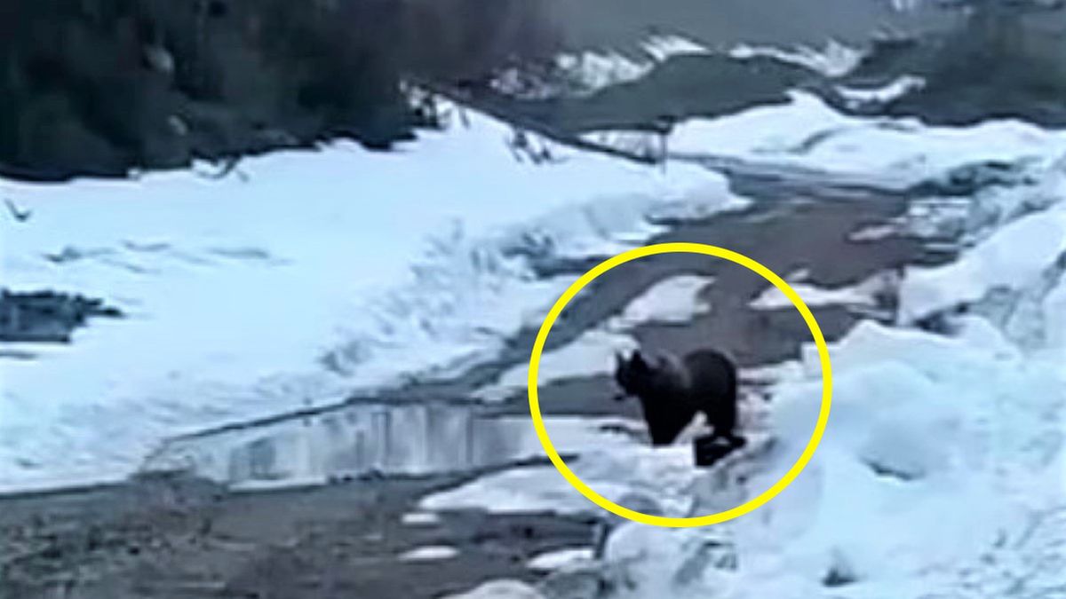 Rosyjscy górnicy wysadzili w powietrze niedźwiedzia 