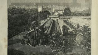 Warszawska "fabryka kwiatów". Tak działał zakład Ulrichów w XIX wieku