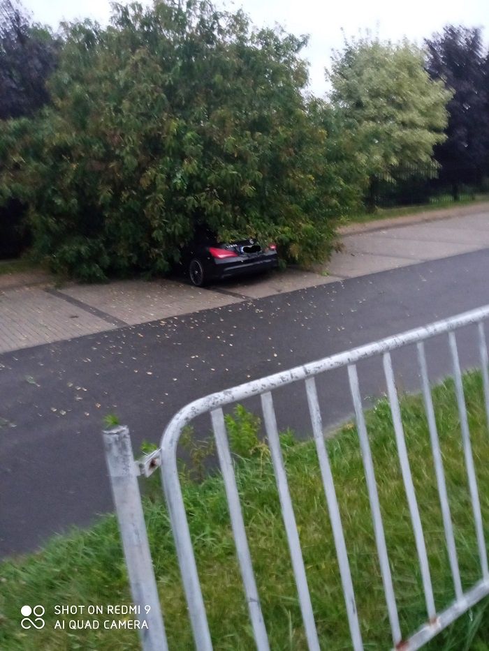 Mercedes przygnieciony przez powalone drzewo na Sławinie