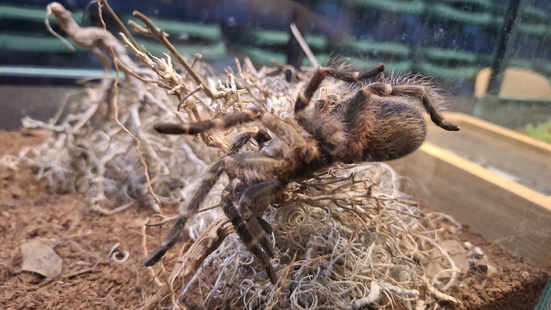 ZooEgzotyka Wrocław 2025