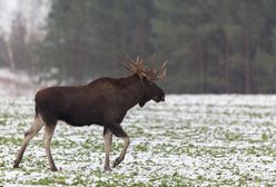 Park narodowy apeluje. Chodzi o bezpieczeństwo ludzi i zwierząt